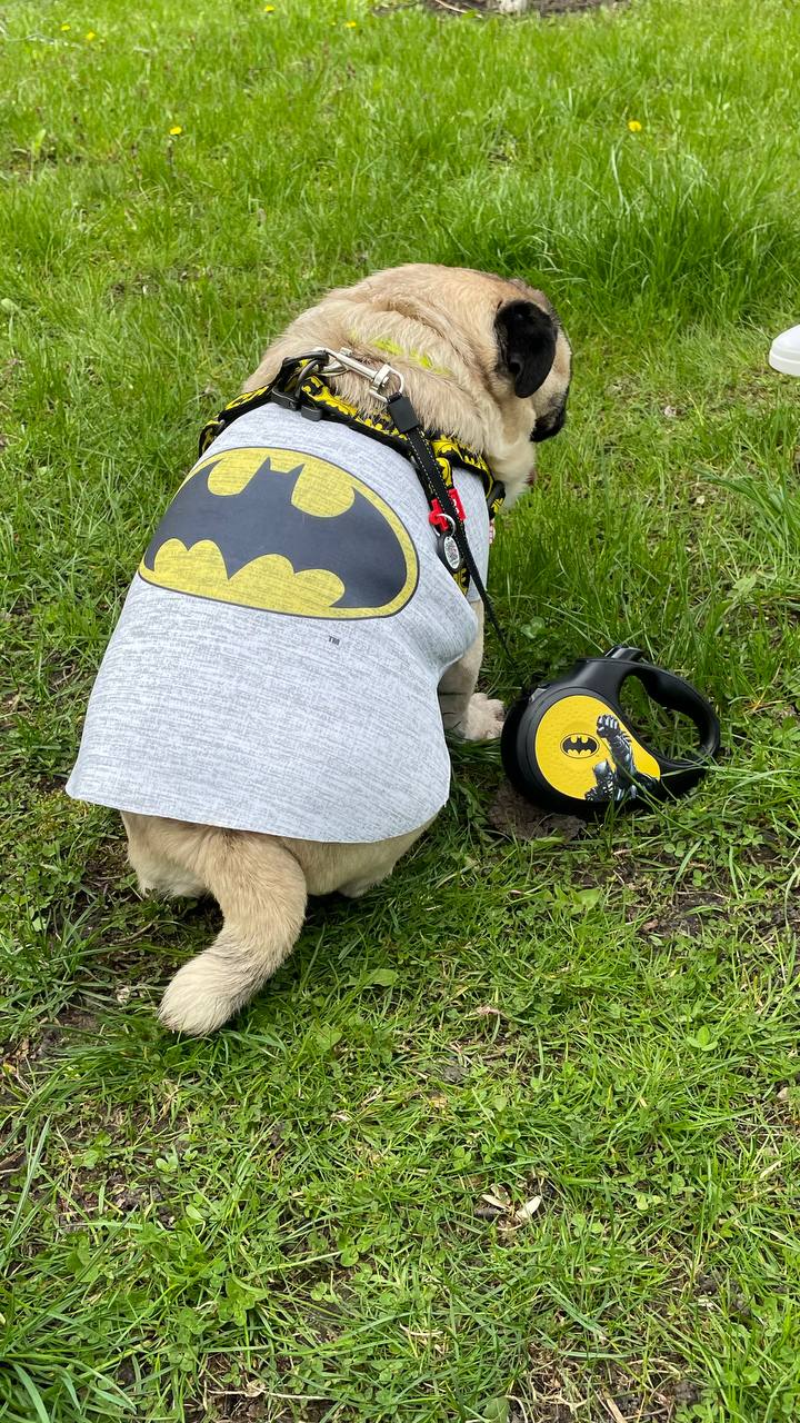 Майка для собак WAUDOG Clothes, малюнок "Бетмен лого"